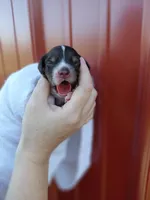 Shadow, a male Cockapoo for sale in Lincoln, MO – Photo 2 of 3