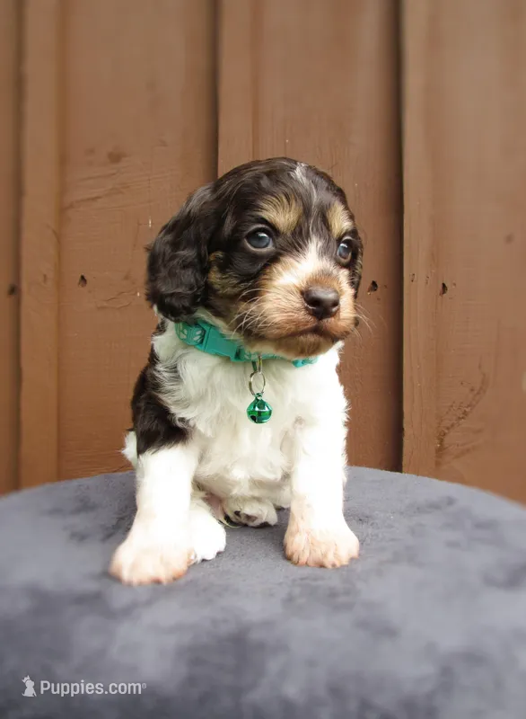 Shadow – Cockapoo puppy for sale in Lincoln, MO