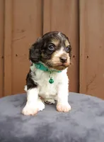 Shadow, a male Cockapoo for sale in Lincoln, MO – 1 of 7