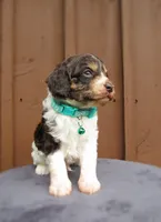 Shadow, a male Cockapoo for sale in Lincoln, MO – 2 of 7