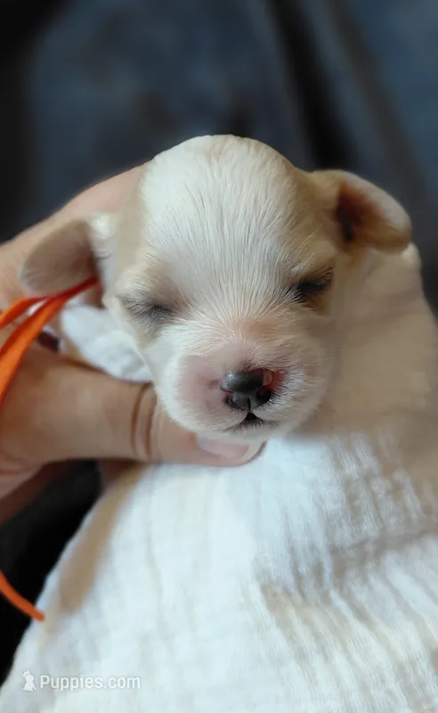 Koda – Cavalier King Charles Spaniel, Cockalier puppy for sale in Lincoln, MO
