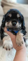 Finn, a male Cavalier King Charles Spaniel and Poodle - Miniature  for sale in Lincoln, MO – 4 of 4