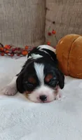 Lenny, a male Cavalier King Charles Spaniel and Cockalier for sale in Lincoln, MO – 2 of 4