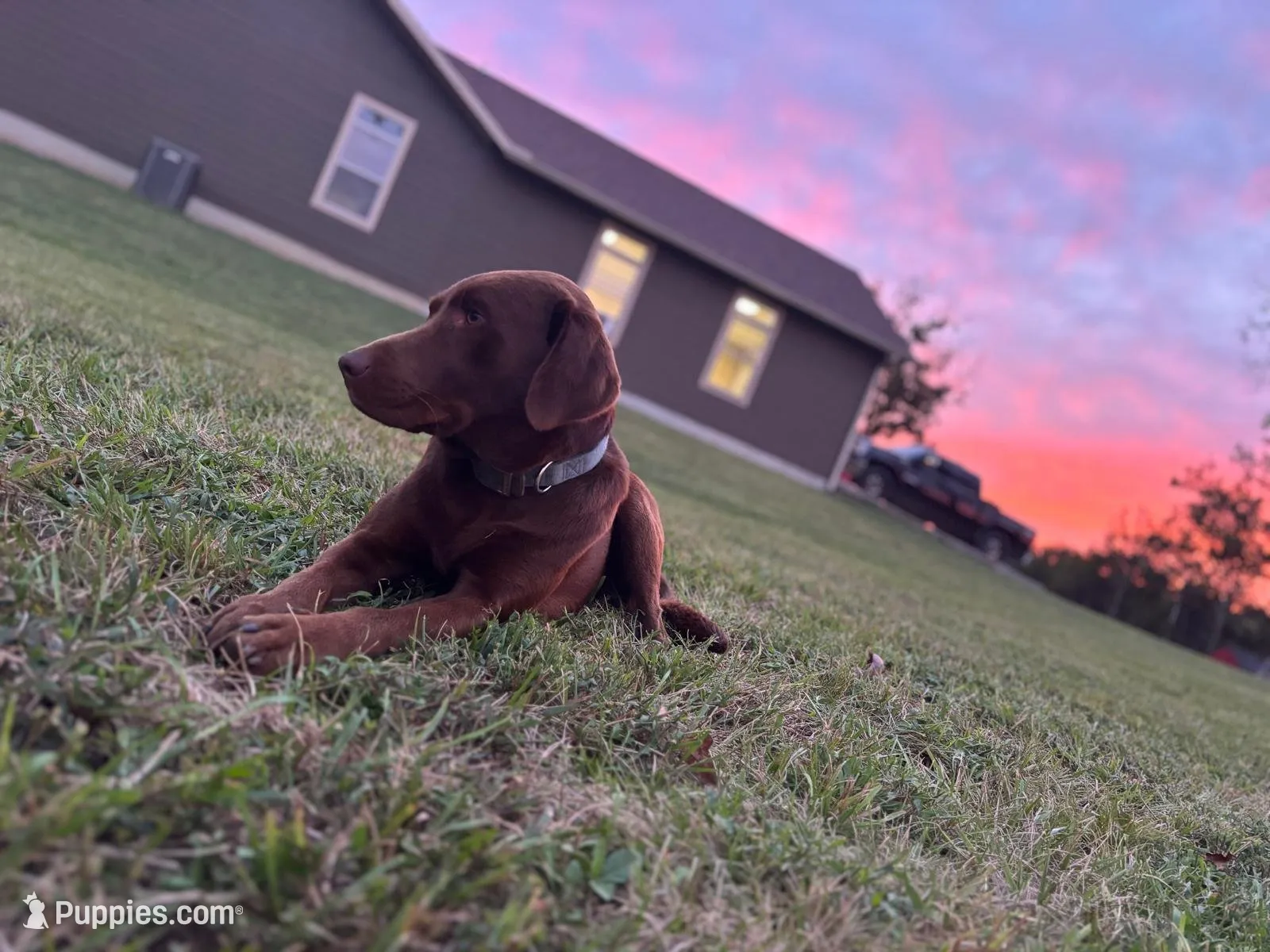AKC purple/collar girl, a female Labrador Retriever for sale in Lincoln, MO – 4 of 4