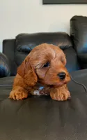 Aslan, a male Cockapoo for sale in Lincoln, MO – 2 of 8