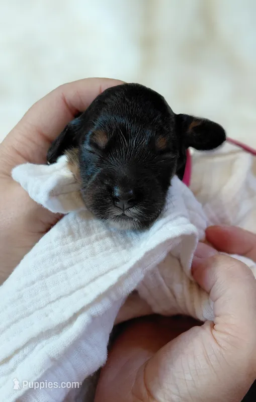 Kelly – Cavalier King Charles Spaniel, Cockalier puppy for sale in Lincoln, MO
