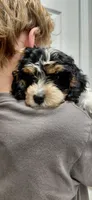 Sadie, a female Cockapoo for sale in Lincoln, MO – 5 of 8