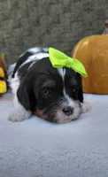 North, a female Cavapoo for sale in Lincoln, MO – 3 of 4