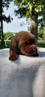 AKC teal/collar girl , a female Labrador Retriever for sale in Lincoln, MO – 1 of 5