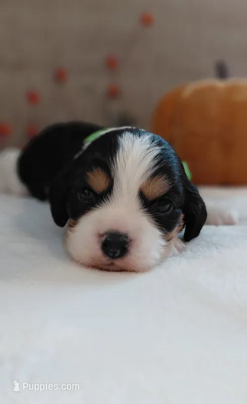Louie – Cavalier King Charles Spaniel, Cockalier puppy for sale in Lincoln, MO
