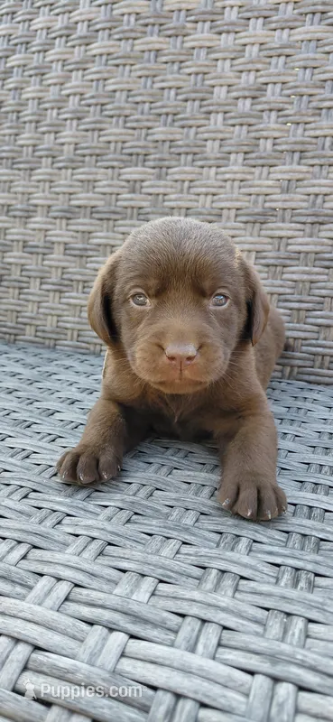 AKC teal/collar girl  – Labrador Retriever puppy for sale in Lincoln, MO