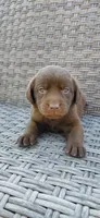 AKC teal/collar girl , a female Labrador Retriever for sale in Lincoln, MO – 1 of 7