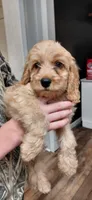 Simba , a male Cockapoo for sale in Lincoln, MO – 4 of 7