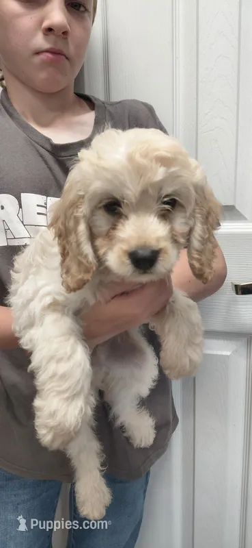 Sawyer – Cockapoo puppy for sale in Lincoln, MO