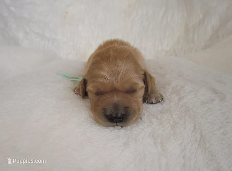 AKC Millie – Golden Retriever puppy for sale in Lincoln, MO