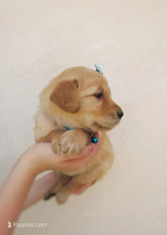 AKC Millie – Golden Retriever puppy for sale in Lincoln, MO