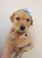 AKC Millie, a female Golden Retriever for sale in Lincoln, MO – Photo 2 of 3