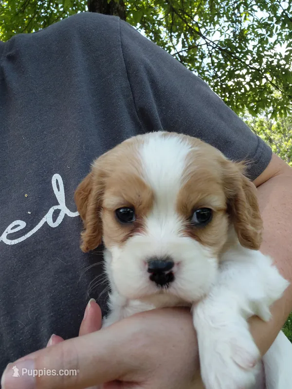 Victor  – Cockalier puppy on hold in Lincoln, MO