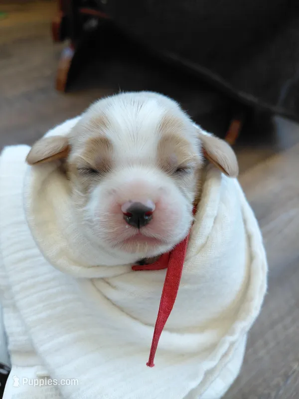 Vito – Cockalier puppy on hold in Lincoln, MO