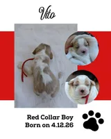 Vito, a male Cockalier for sale in Lincoln, MO – 2 of 3