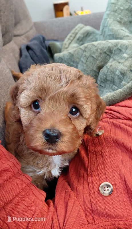 Avery – Cockapoo puppy for sale in Lincoln, MO