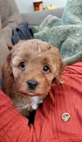 Avery, a female Cockapoo for sale in Lincoln, MO – 1 of 6