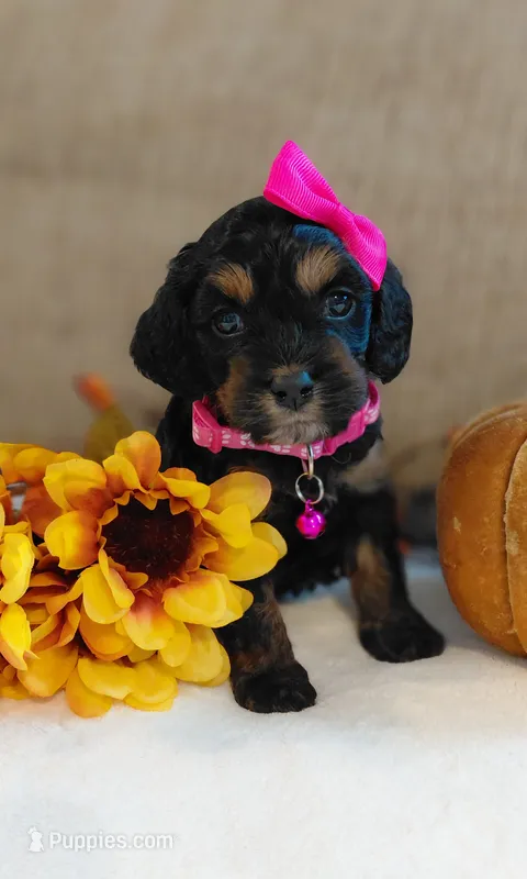 Kelly – Cavalier King Charles Spaniel, Cockalier puppy for sale in Lincoln, MO