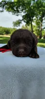 AKC red/collar girl, a female Labrador Retriever for sale in Lincoln, MO – 2 of 5