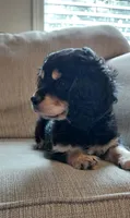 Finn, a male Cavalier King Charles Spaniel and Poodle - Miniature  for sale in Lincoln, MO – 7 of 10