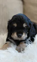Finn, a male Cavalier King Charles Spaniel and Poodle - Miniature  for sale in Lincoln, MO – 2 of 4