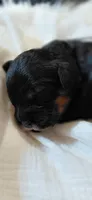 Kenzie, a female Cavalier King Charles Spaniel and Cockalier for sale in Lincoln, MO – 3 of 4