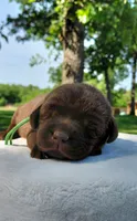 AKC green/collar girl, a female Labrador Retriever for sale in Lincoln, MO – 2 of 4