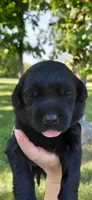 AKC gray/collar girl, a female Labrador Retriever for sale in Lincoln, MO – 1 of 4