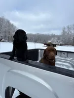 AKC gray/collar girl, a female Labrador Retriever for sale in Lincoln, MO – 3 of 4