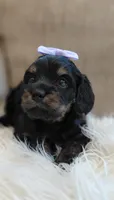 Fern, a female Cavalier King Charles Spaniel and Poodle - Miniature  for sale in Lincoln, MO – 2 of 5