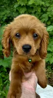 Dakota, a male Cavapoo for sale in Lincoln, MO – 1 of 7