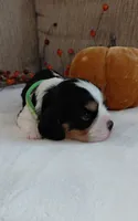Louie, a male Cavalier King Charles Spaniel and Cockalier for sale in Lincoln, MO – 4 of 4