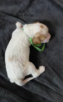 Kade, a male Cavalier King Charles Spaniel and Cockalier for sale in Lincoln, MO – 2 of 2