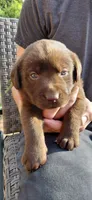 AKC green/collar girl, a female Labrador Retriever for sale in Lincoln, MO – 3 of 7