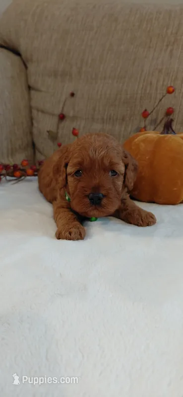 Avery – Cockapoo puppy for sale in Lincoln, MO