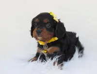 Dixie, a female Cavapoo for sale in Lincoln, MO – Photo 3 of 6