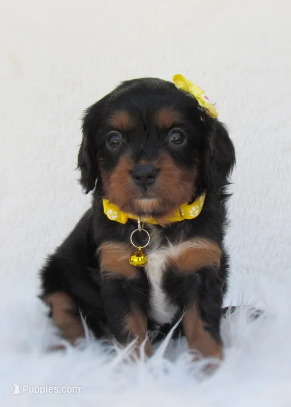 Dixie – Cavapoo puppy for sale in Lincoln, MO