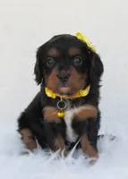 Dixie, a female Cavapoo for sale in Lincoln, MO – Photo 1 of 6