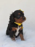 Dixie, a female Cavapoo for sale in Lincoln, MO – Photo 4 of 6