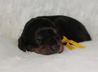 Dixie, a female Cavapoo for sale in Lincoln, MO – Photo 2 of 2