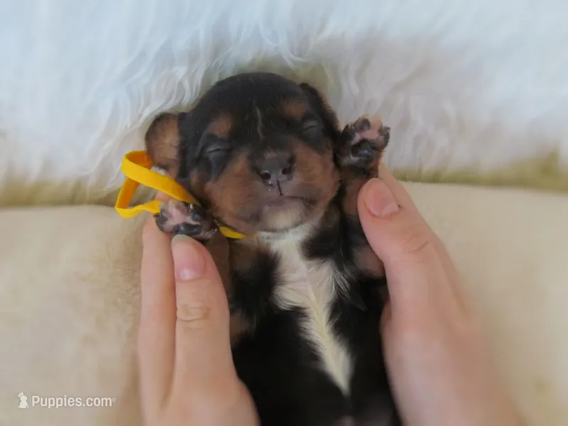 Dixie – Cavapoo puppy for sale in Lincoln, MO