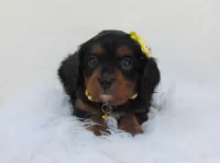 Dixie, a female Cavapoo for sale in Lincoln, MO – Photo 2 of 6