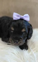 Fern, a female Cavalier King Charles Spaniel and Poodle - Miniature  for sale in Lincoln, MO – 5 of 5