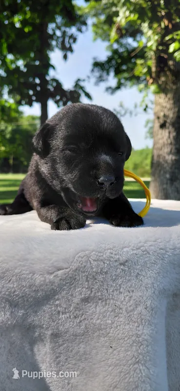 AKC yellow/collar girl – Labrador Retriever puppy for sale in Lincoln, MO