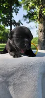 AKC yellow/collar girl, a female Labrador Retriever for sale in Lincoln, MO – 1 of 5